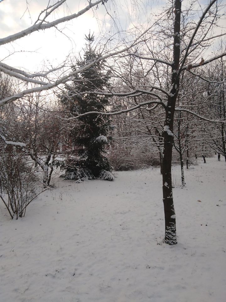 Лес на севере Одесщины засыпало первым снегом