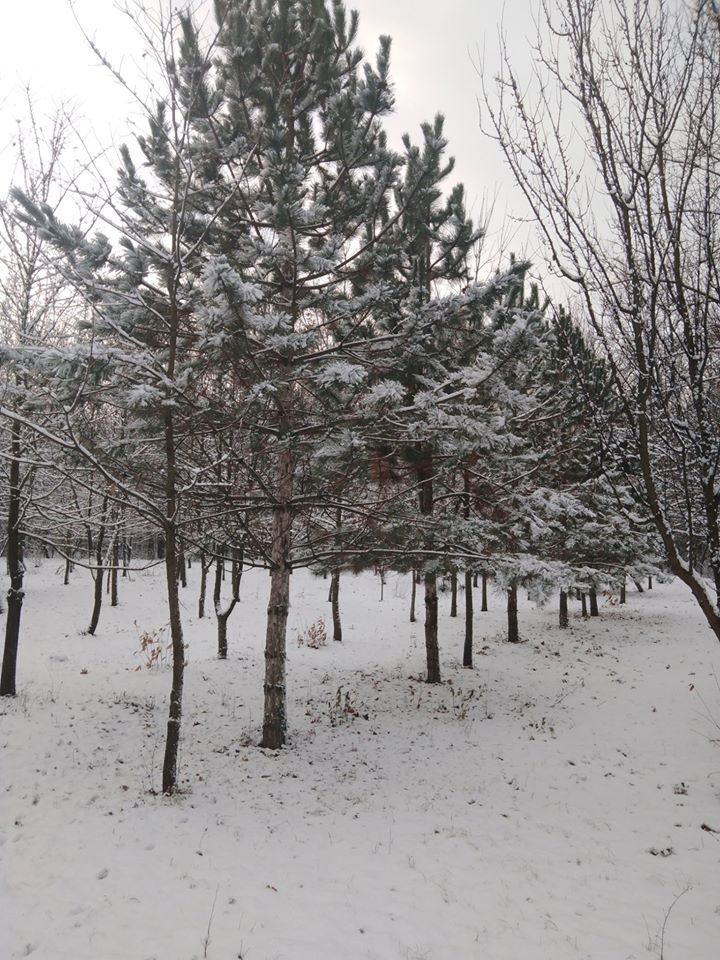 Лес на севере Одесщины засыпало первым снегом