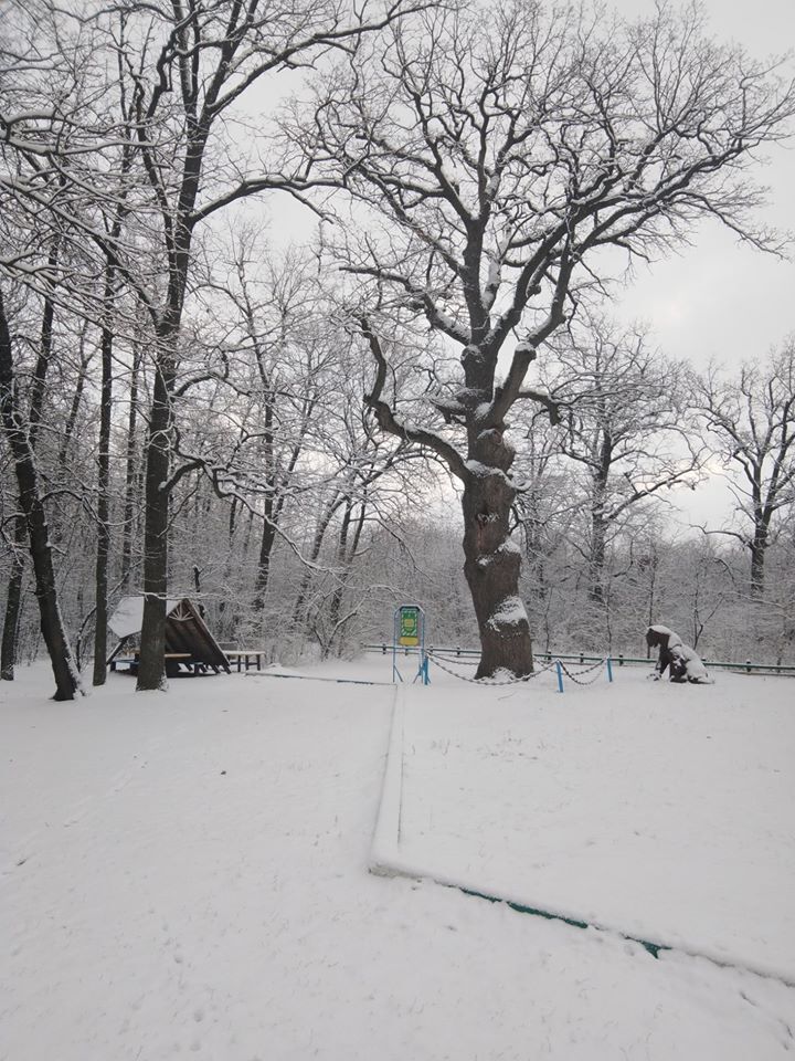 Ліс на півночі Одещини засипало першим снігом