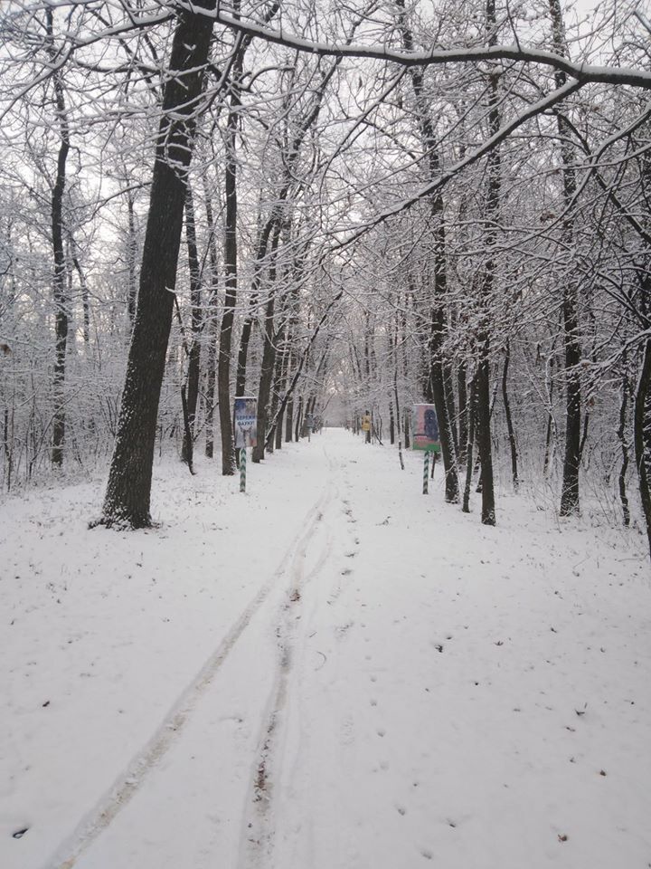 Ліс на півночі Одещини засипало першим снігом