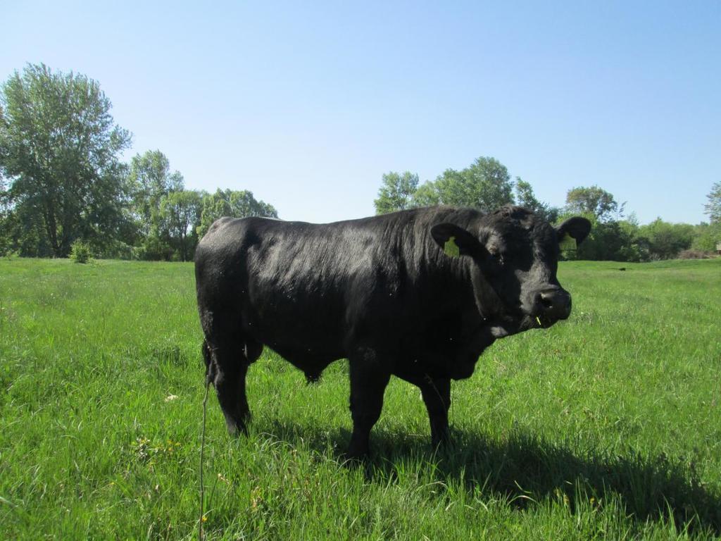 "Укрлендфарминг" нарастил поголовье крупного рогатого скота на 11%