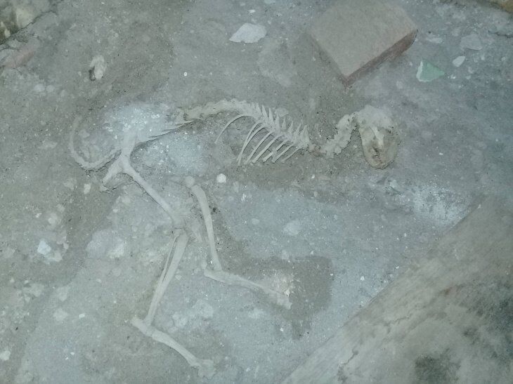 Житель Узбекистана обнаружил скелет динозавра под домом: фото впечатляющей находки