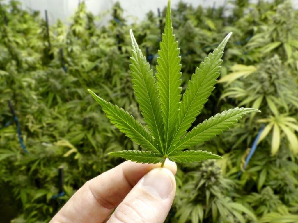 ''Просто панацея'': врач объяснил пользу марихуаны для ветеранов АТО