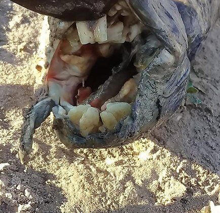 В Аргентині знайшли моторошного монстра з людськими зубами: опубліковані фото