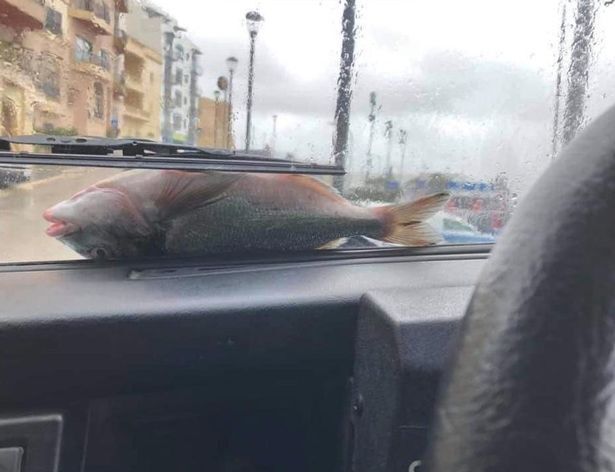 На Мальте после шторма выпал дождь из рыбы