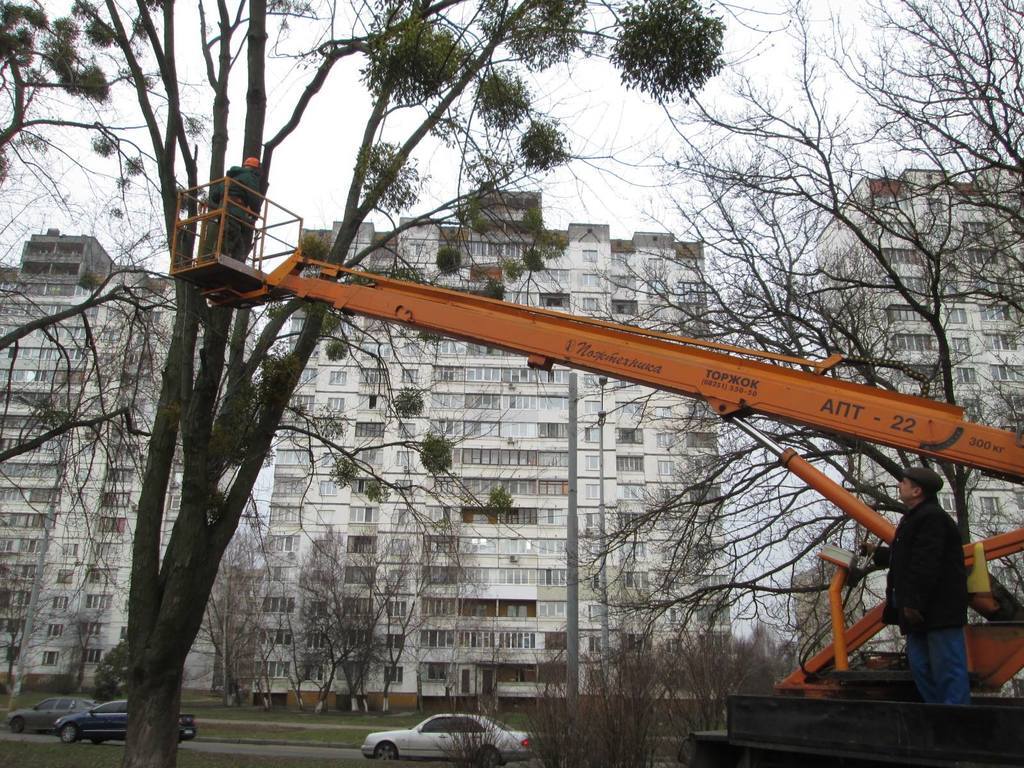 У "Київзеленбуді" розповіли про плани з обрізування дерев у столиці