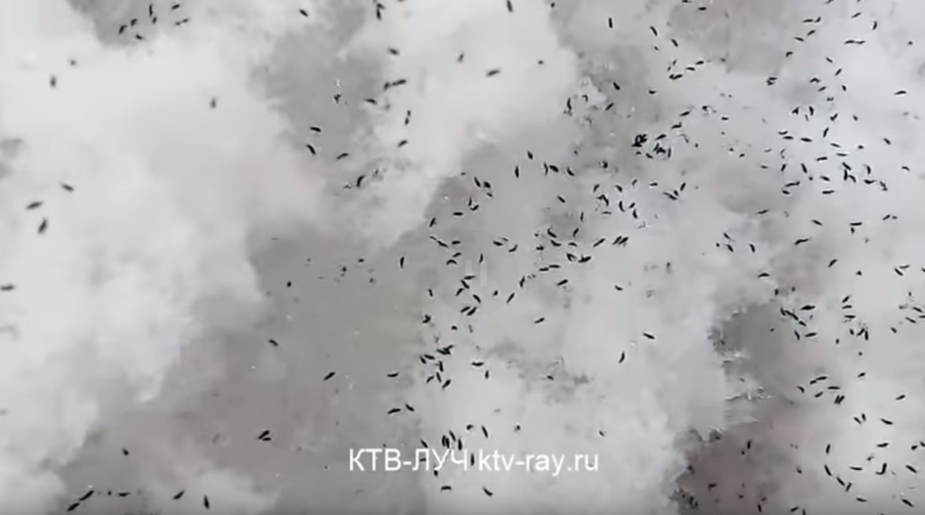 У Росії випав сніг із блохами