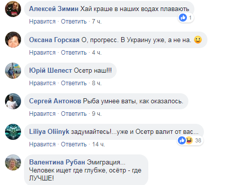 "Он выбрал свободу!" "Сбежавший" в Украину российский осетр вызвал ажиотаж в сети