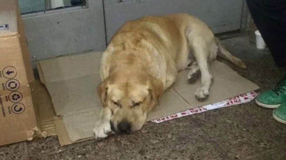 Новый Хатико: пес неделю ждал умершего хозяина под больницей