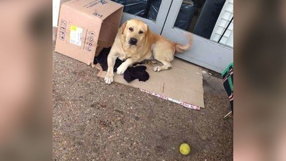 Новий Хатіко: пес тиждень чекав померлого господаря під лікарнею