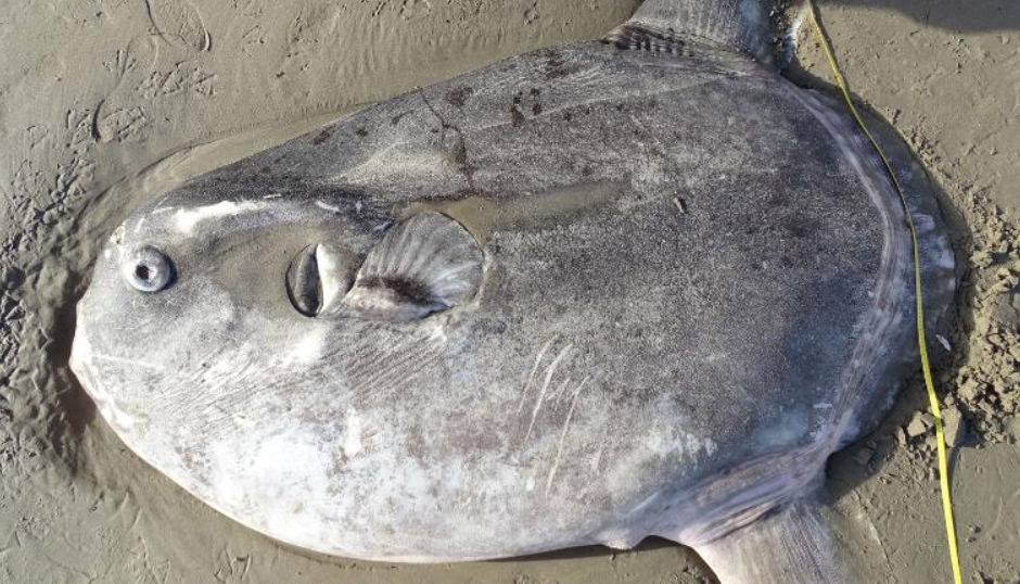 В США на берег выбросило гигантскую странную рыбу: пугающие фото