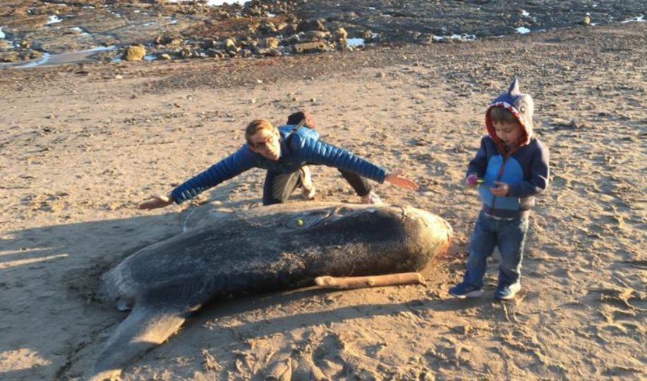 У США на берег викинуло гігантську дивну рибу: страшні фото