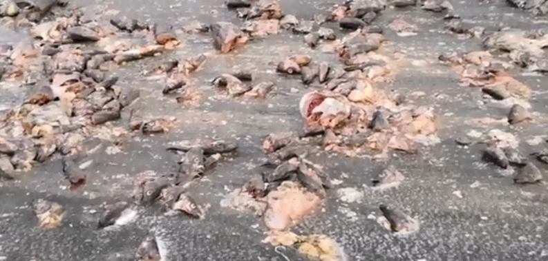 Російське місто завалило тисячами риб'ячих голів: моторошні кадри