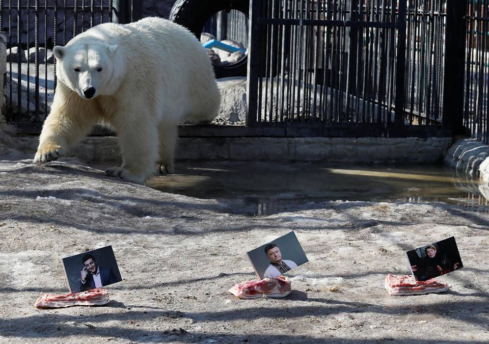 Медведица предсказала, кто станет президентом Украины