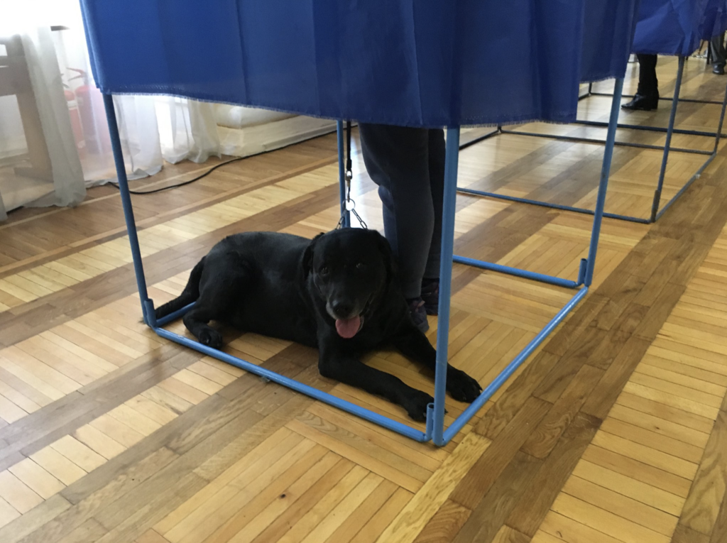 Голосують навіть собаки: на виборах стався курйоз
