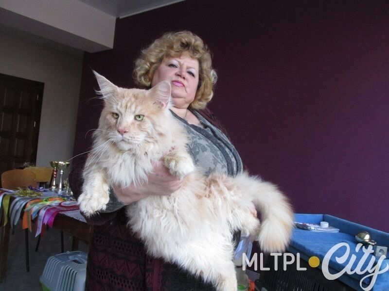 В Запорожской области живет 20-килограммовый кот