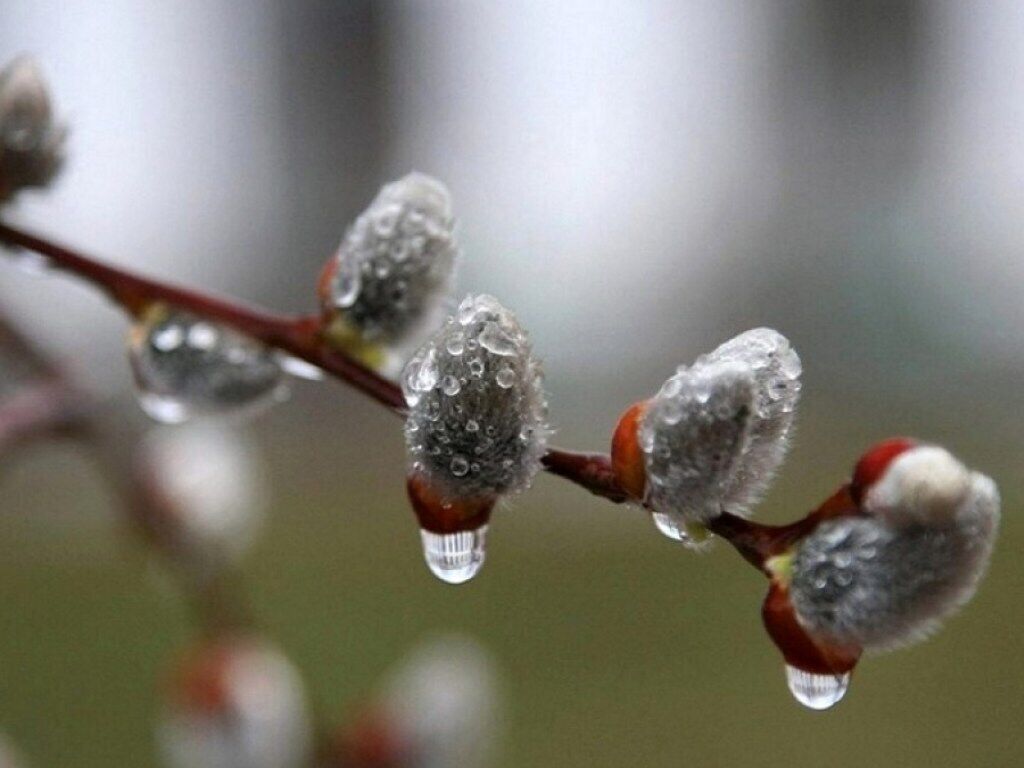 Заморозки, дощ і +24°: народний синоптик дав прогноз на квітень в Україні