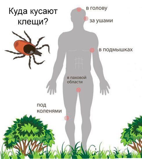Украинцам грозят опасные насекомые: чем можно заболеть