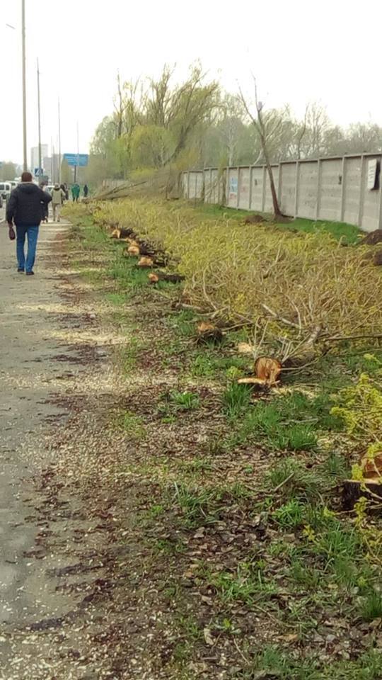 В Киеве вандалы уничтожили аллею деревьев: фото 