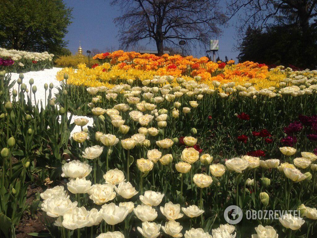 В Киеве открылась ежегодная выставка тюльпанов: яркие фото