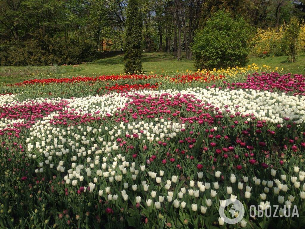 В Киеве открылась ежегодная выставка тюльпанов: яркие фото