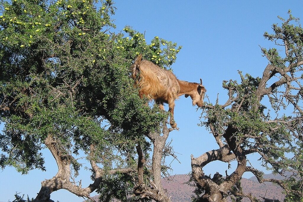 Знаменитая достопримечательность с козами на деревьях потерпела фиаско