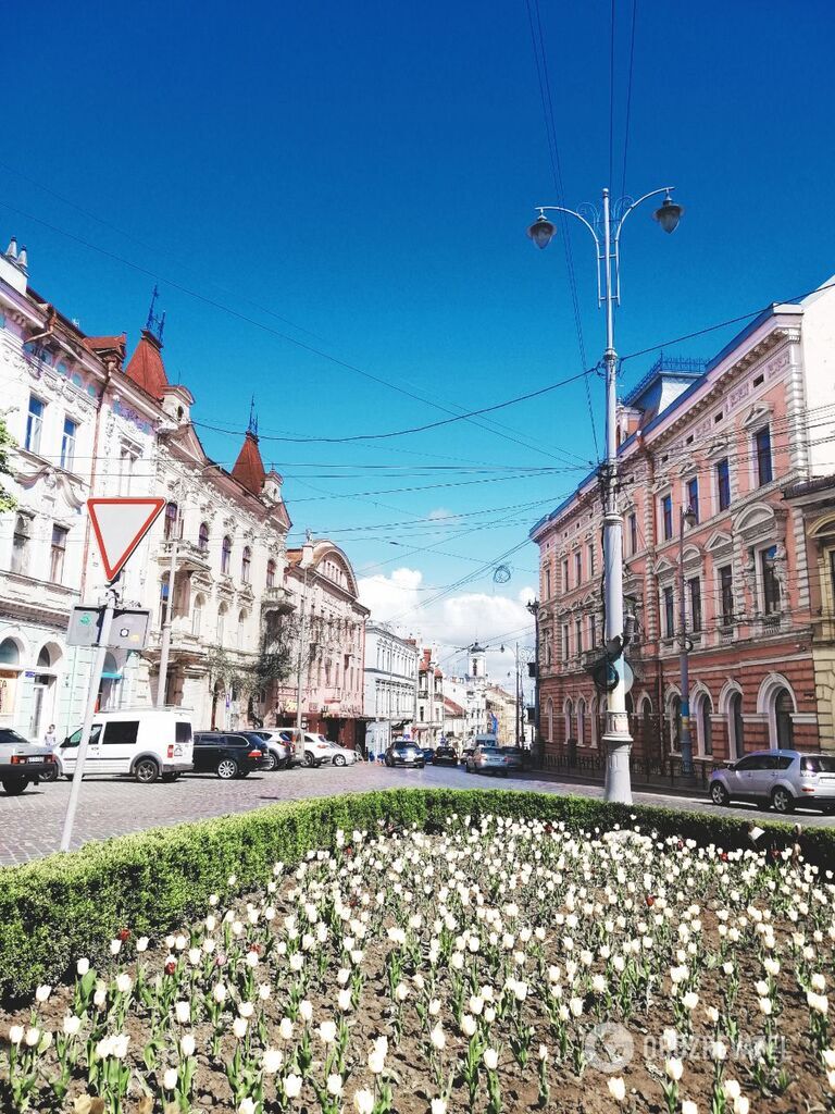 Квітучі сакури і храми: з'явилися зачаровуючі фото весняних Чернівців