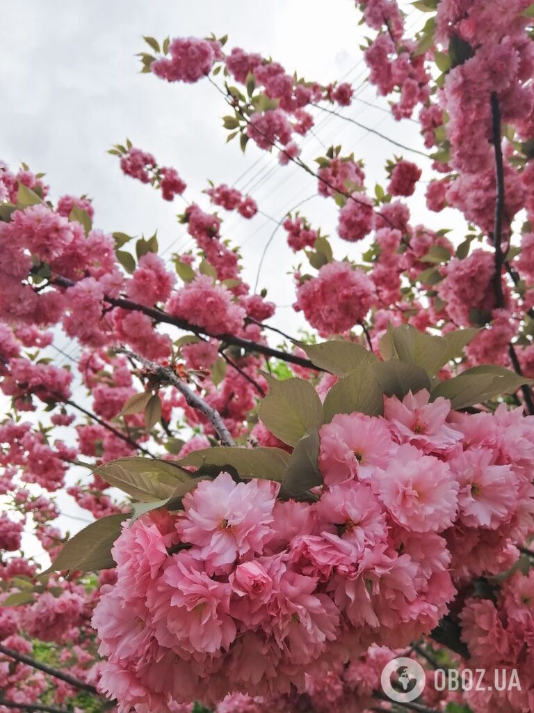 Цветущие сакуры и храмы: появились завораживающие фото весенних Черновцов