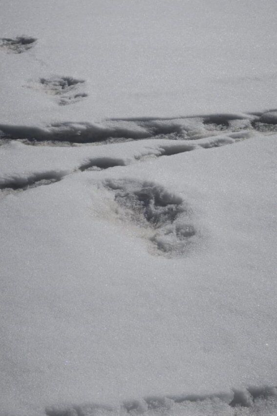 Снігова людина? В Індії знайдено величезні сліди невідомої істоти. Фотофакт