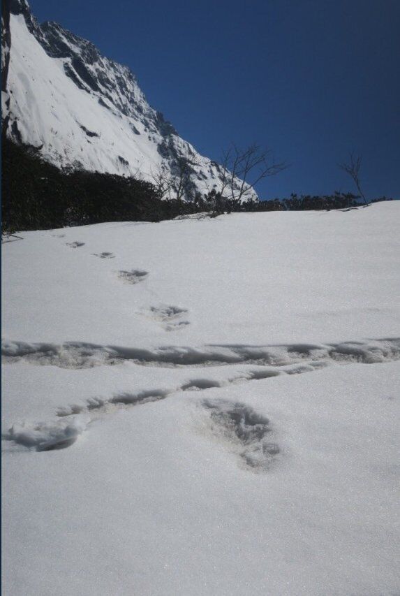 Снежный человек? В Индии найдены огромные следы неизвестного существа. Фотофакт