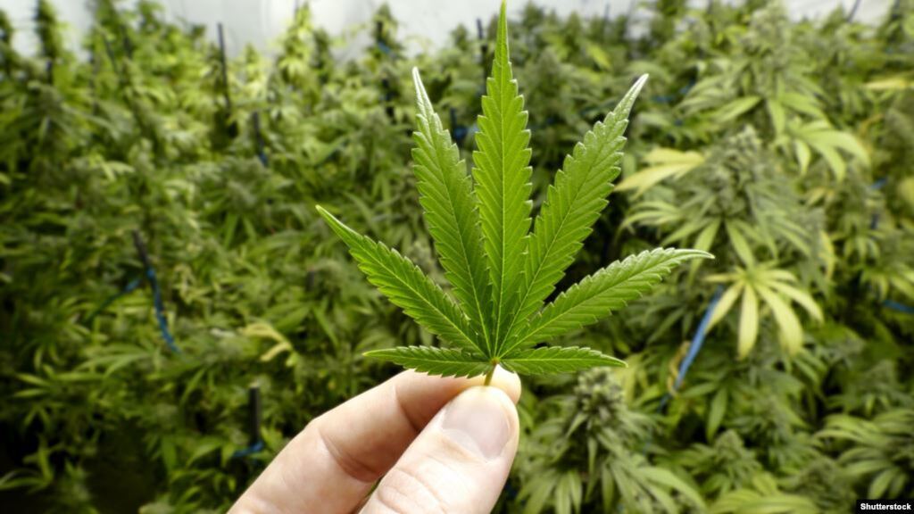 Легализация медицинской марихуаны: в Раде прояснили ситуацию
