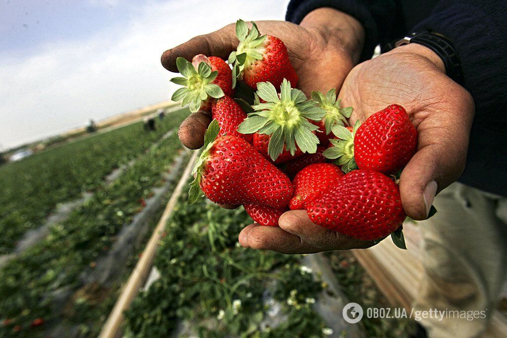 В Україні може виникнути дефіцит вітчизняної полуниці