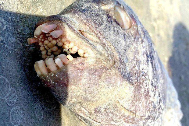 Передние зубы рыбы