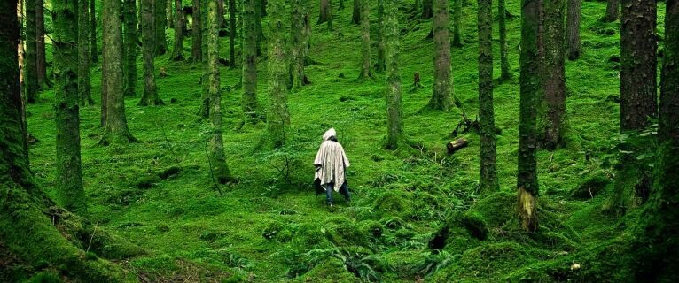 Оздоровлення по-королівськи: в чому секрет користі прогулянок в лісі