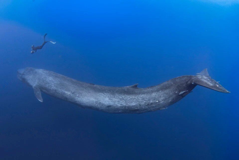 Знайомство дайвера з синім китом потрапило на приголомшливі фото
