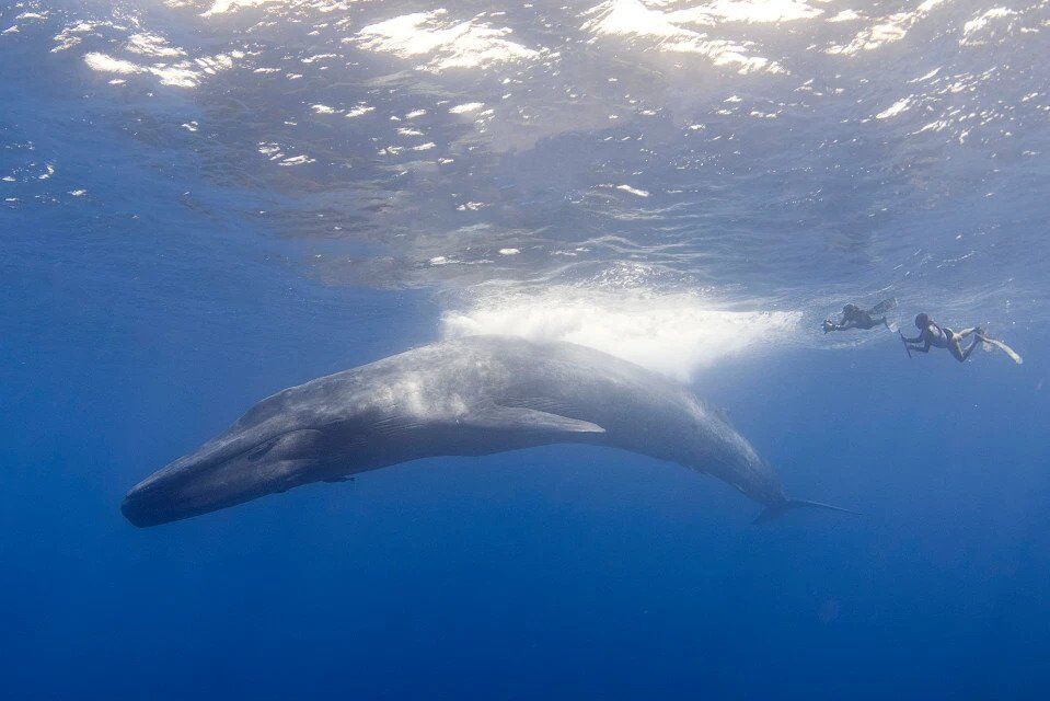 Знакомство дайвера с синим китом попало на потрясающие фото