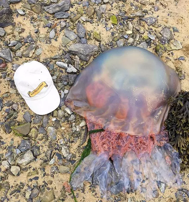 Мужчина обнаружил медузу-монстра