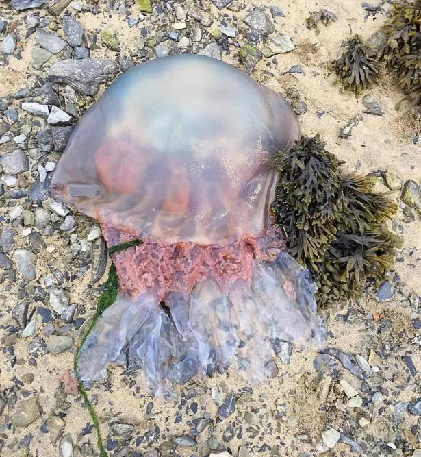 Мужчина обнаружил медузу-монстра