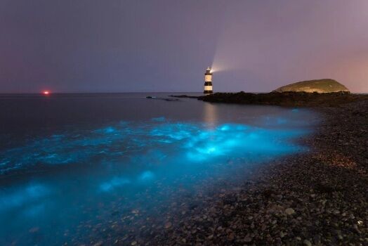 В Уельсі фотографи сфотографували рідкісний планктон, який світиться. І це приголомшливо!