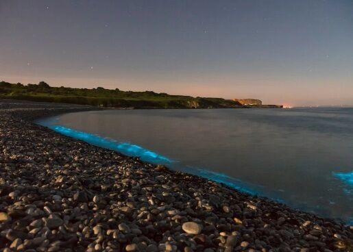 В Уэльсе фотографы запечатлели редкий светящийся планктон. И это потрясающе!