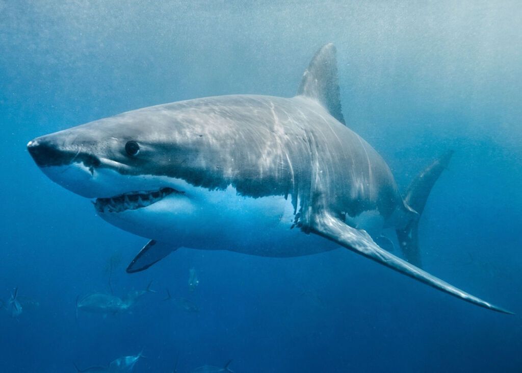 На Гаваях акула вбила пенсіонера