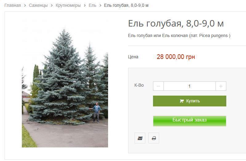 "Харківзеленбуд" замовив дерева за сотні тисяч гривень
