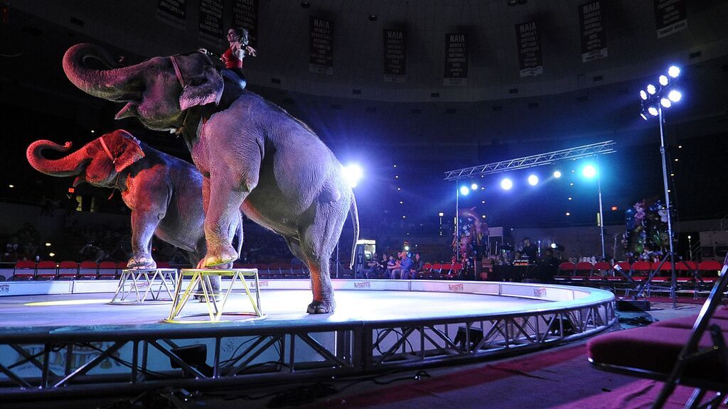 Цирки з тваринами заборонили ще в одному місті