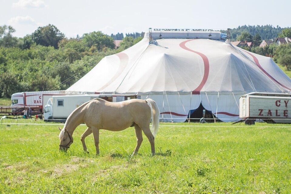 Еще в одном городе Украины запретили цирки с животными
