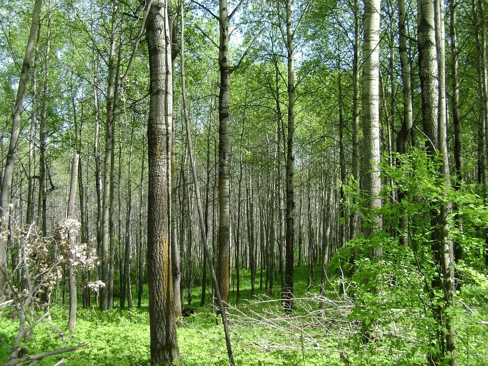 Вважається, що осика має погану енергетику, яка загрожує сварками і розбратом у сім'ї