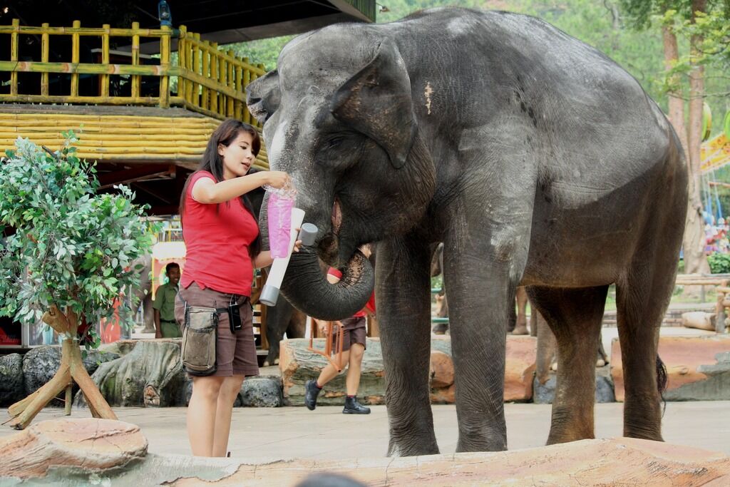 Слон у зоопарку