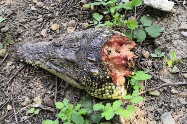 У Криму знайшли відрубані голови крокодилів