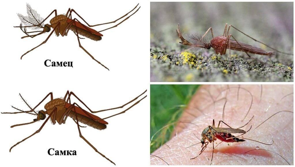 Кого, как и зачем кусают комары