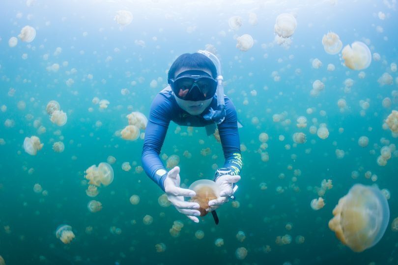 Єдине місце в світі, де можна поплавати з тисячами медуз
