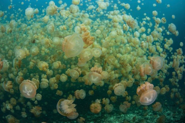 Единственное место в мире, где можно поплавать с тысячами медуз
